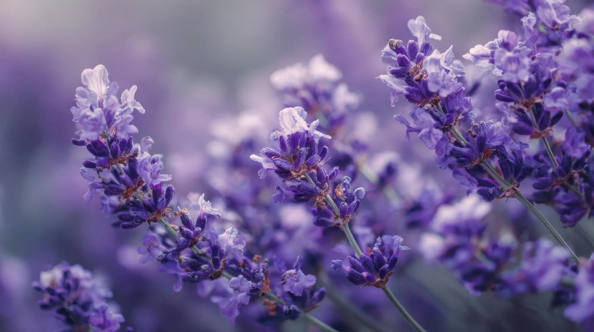 French Lilac