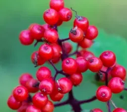 Berberine HCl
