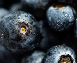Blueberry Extract