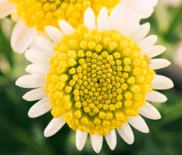 Chrysanthemum Extract