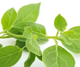Gymnema Sylvestre