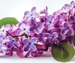 French Lilac