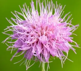 Milk Thistle Extract